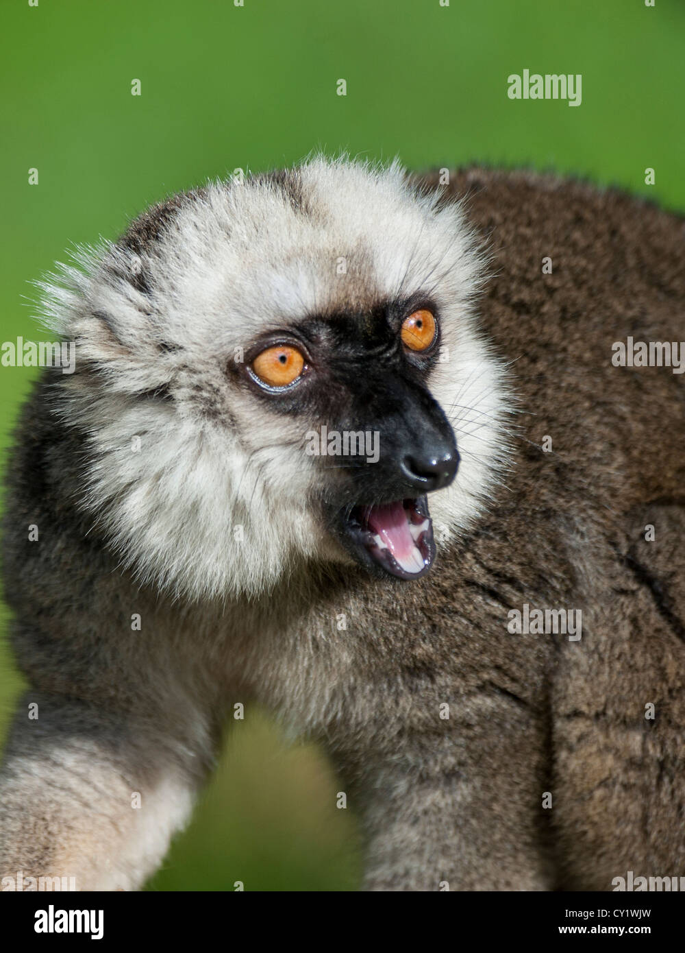 Fachada blanca Lemur marrón Foto de stock