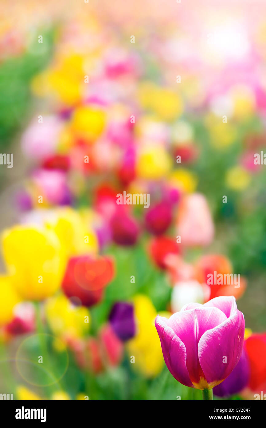 Campo de tulipanes de coloridas flores de primavera con efecto de desenfoque de fondo borroso Foto de stock