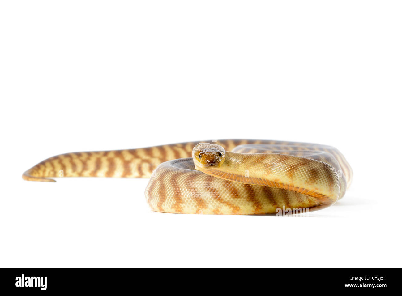 Serpiente de juguete Imágenes recortadas de stock - Alamy