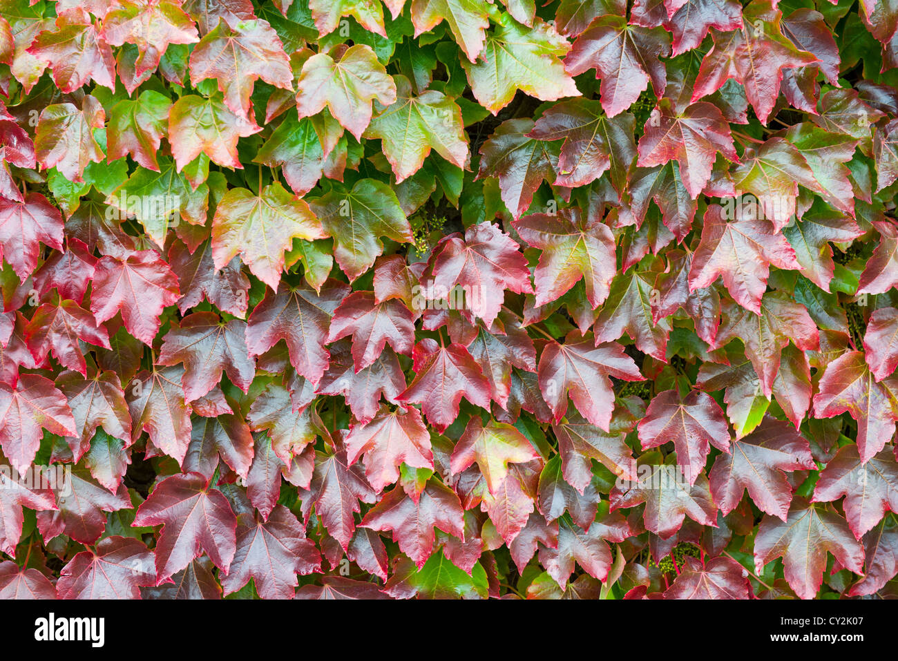 Boston, Parthenocissus tricuspidata lenta, hojas rojas en el otoño, Inglaterra Septiembre Foto de stock