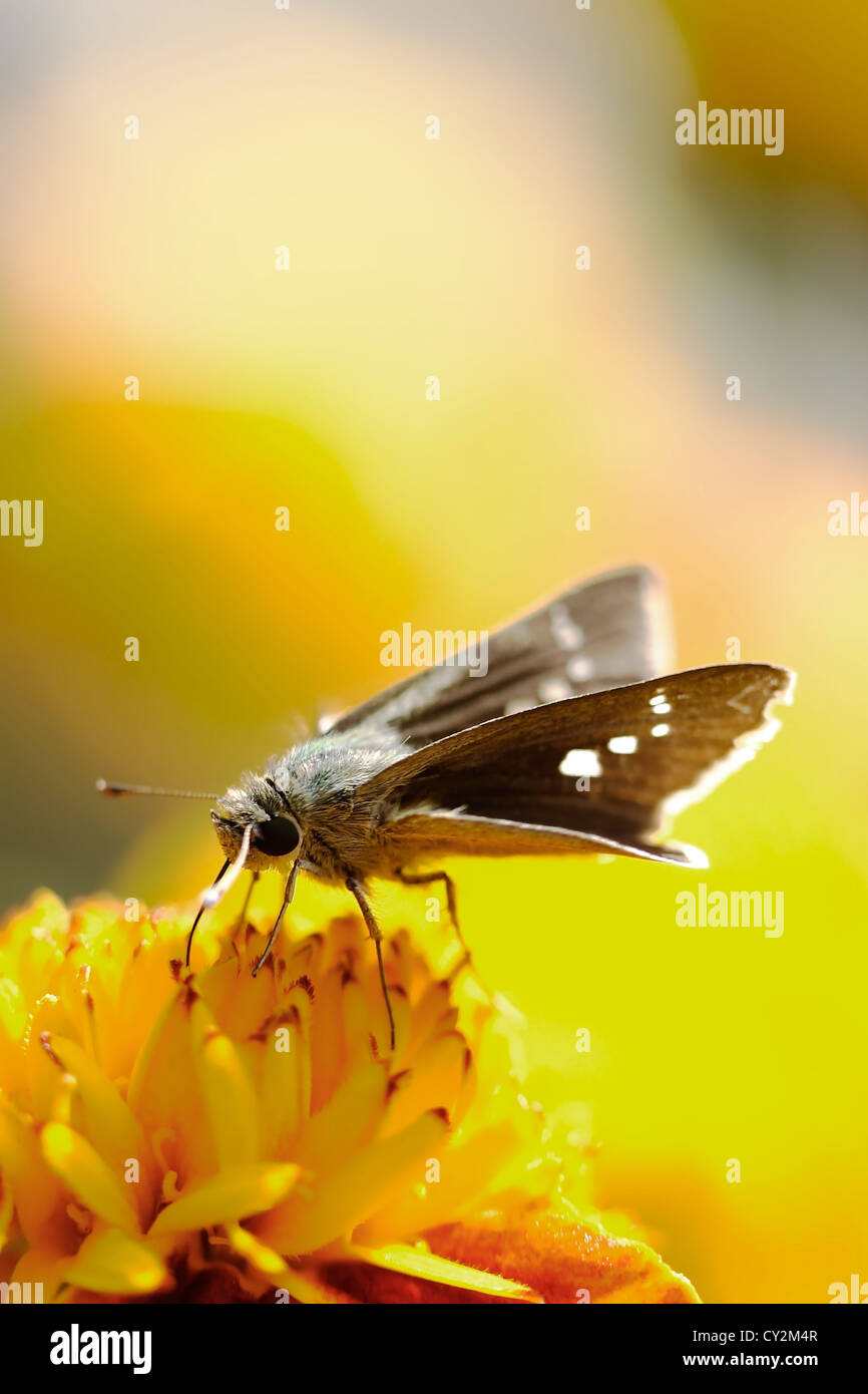 Moth en una flor amarilla Foto de stock