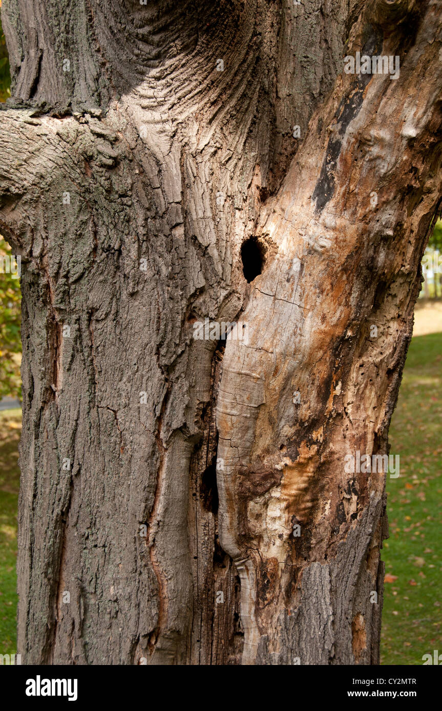 Tronco de árbol con el agujero. Foto de stock