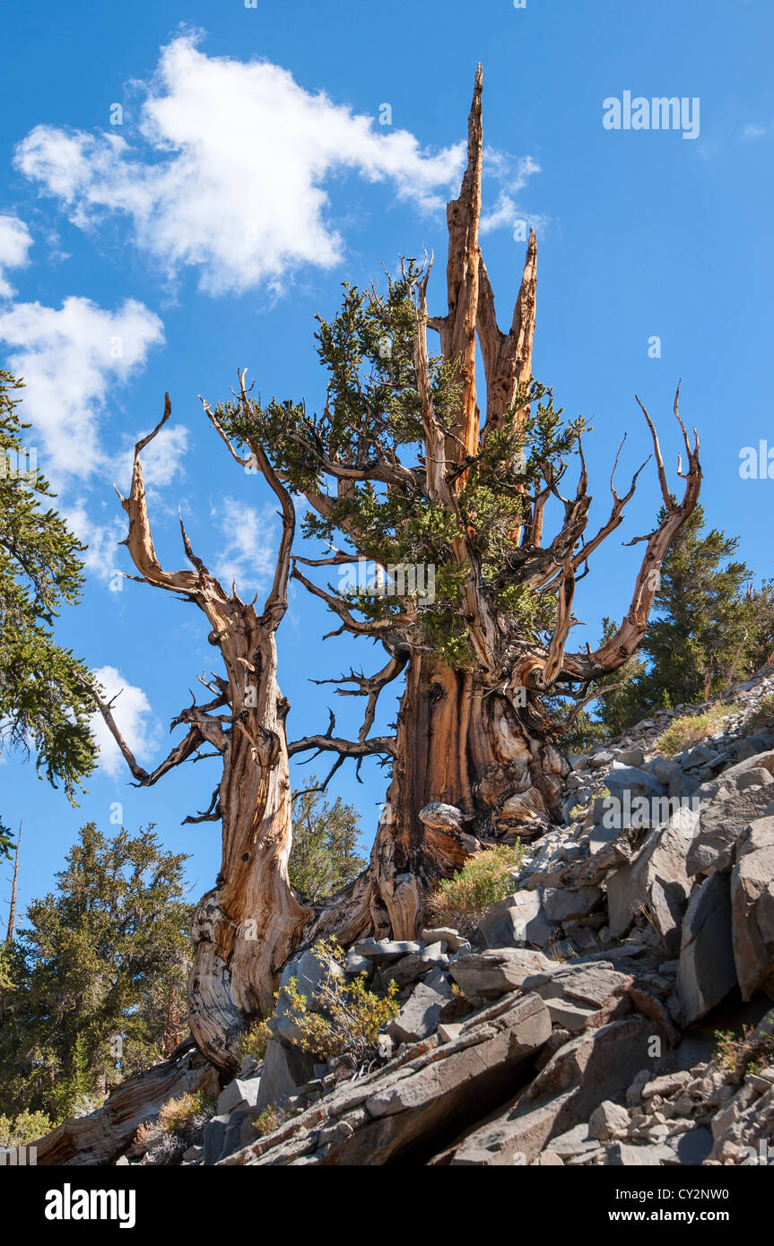 Espectacular vista de los antiguos bosques de pinos bristlecone. Foto de stock