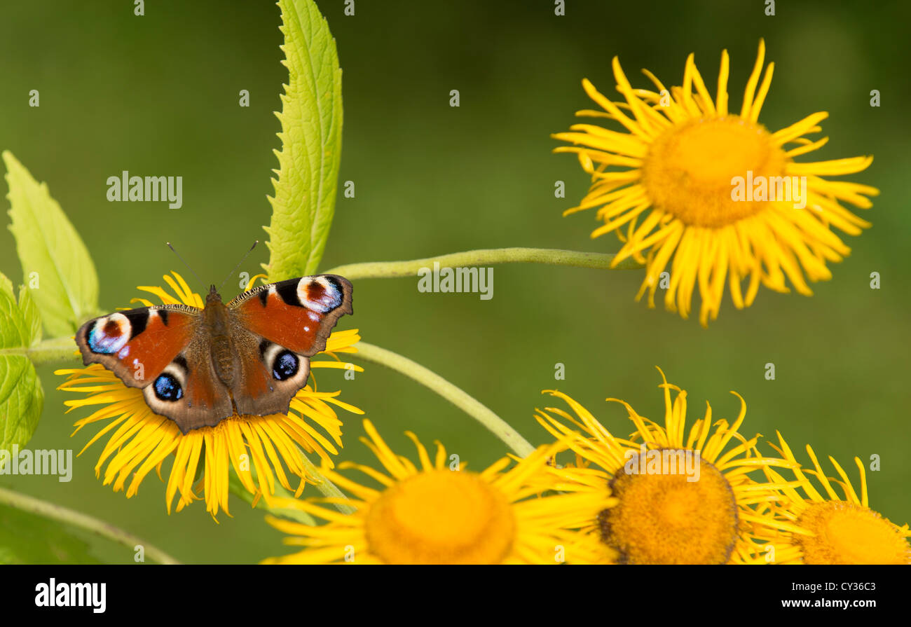 Mariposa Pavo Real europeo en un aster amarillo Foto de stock