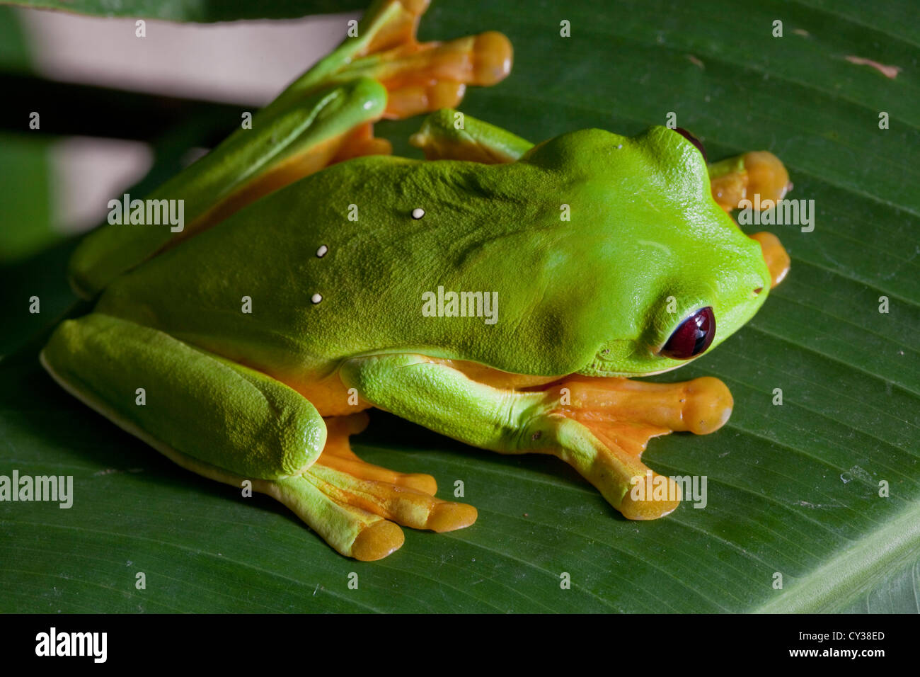 Una red eyed Tree Frog en una selva tropical de Costa Rica. Foto de stock