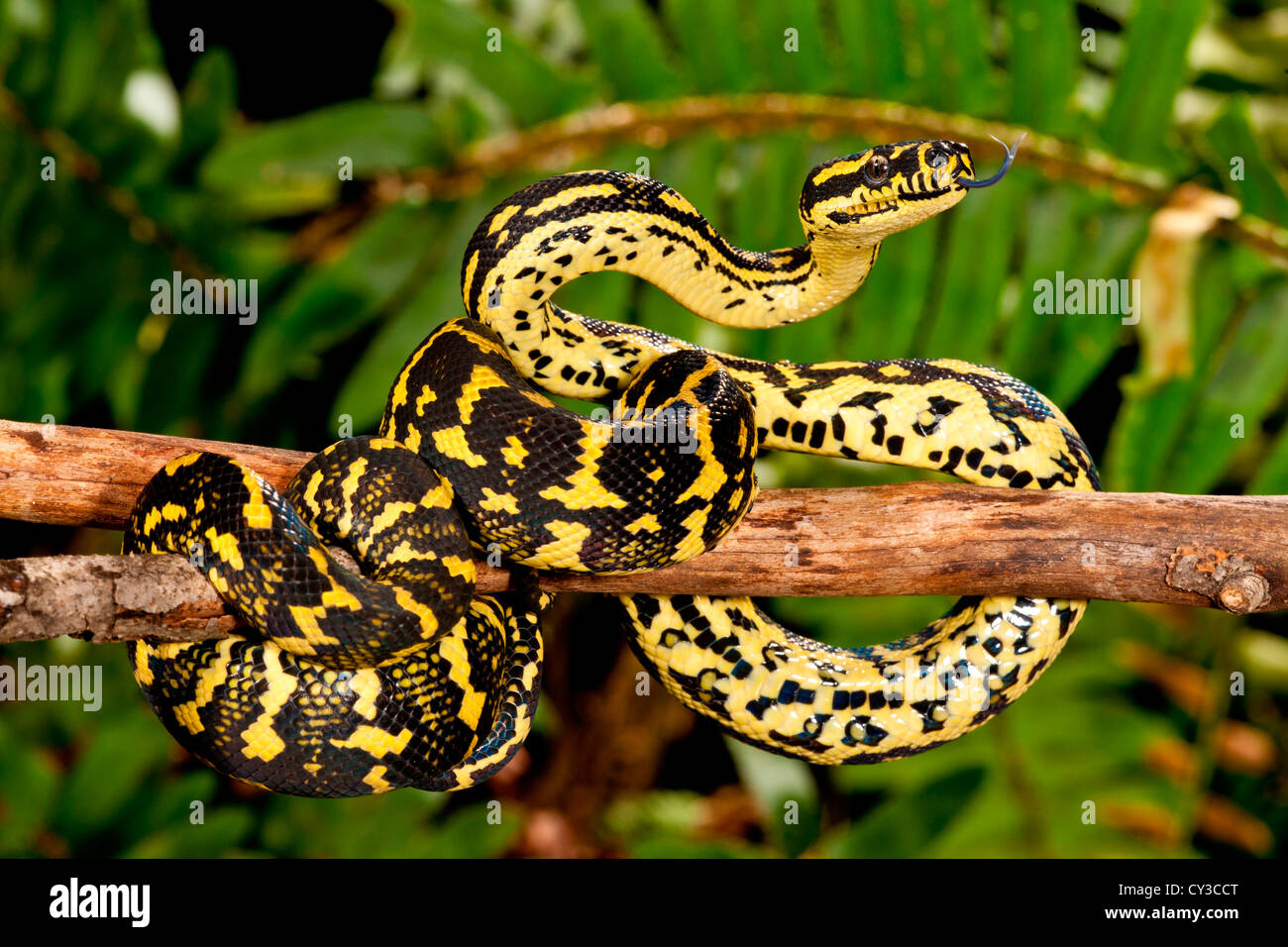 Jungle Carpet Python, Morelia spilotes variegata, nativo de Australia y Nueva Guinea Foto de stock