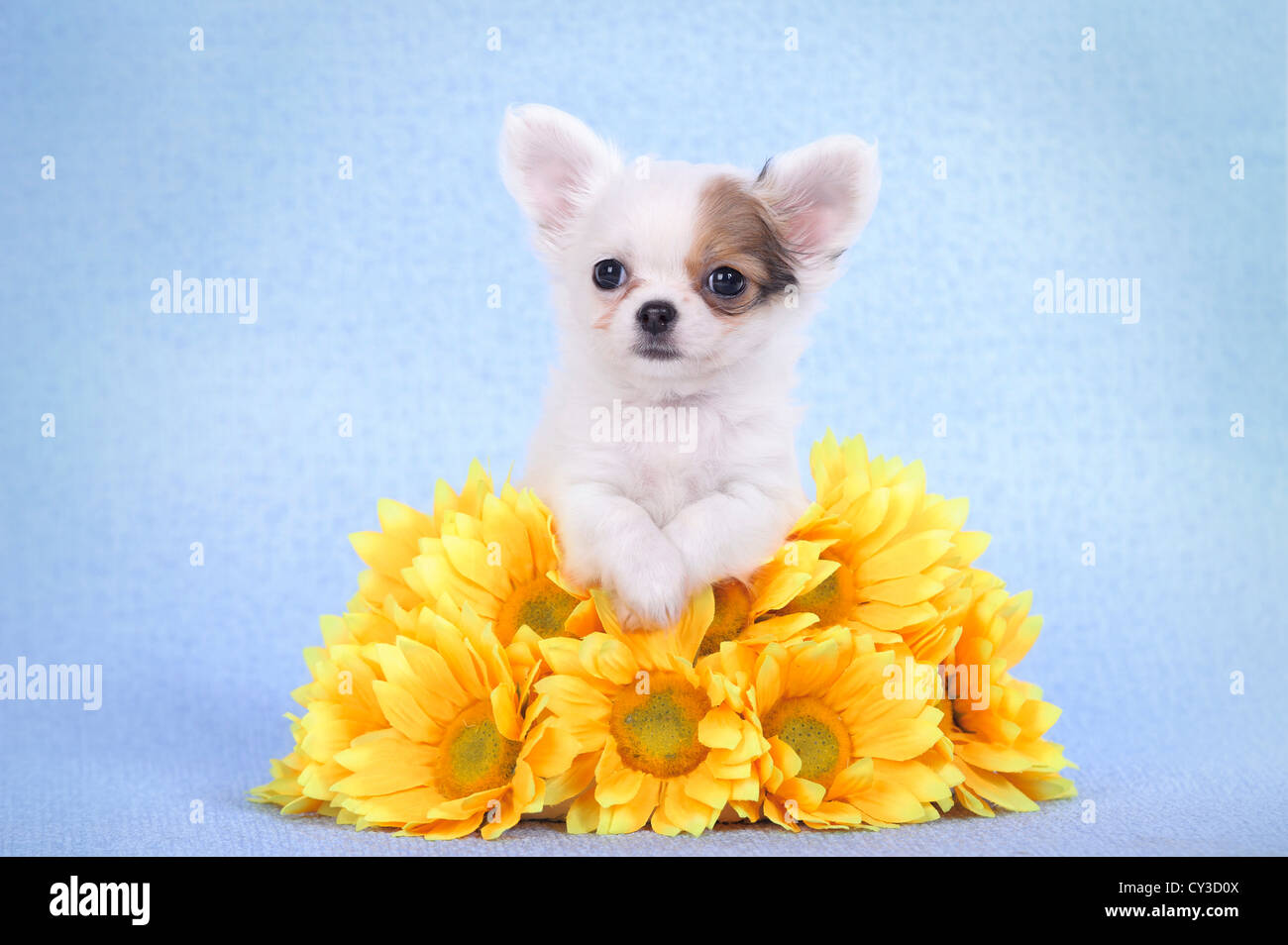 Chihuahua cachorro retrato con flores amarillas Foto de stock