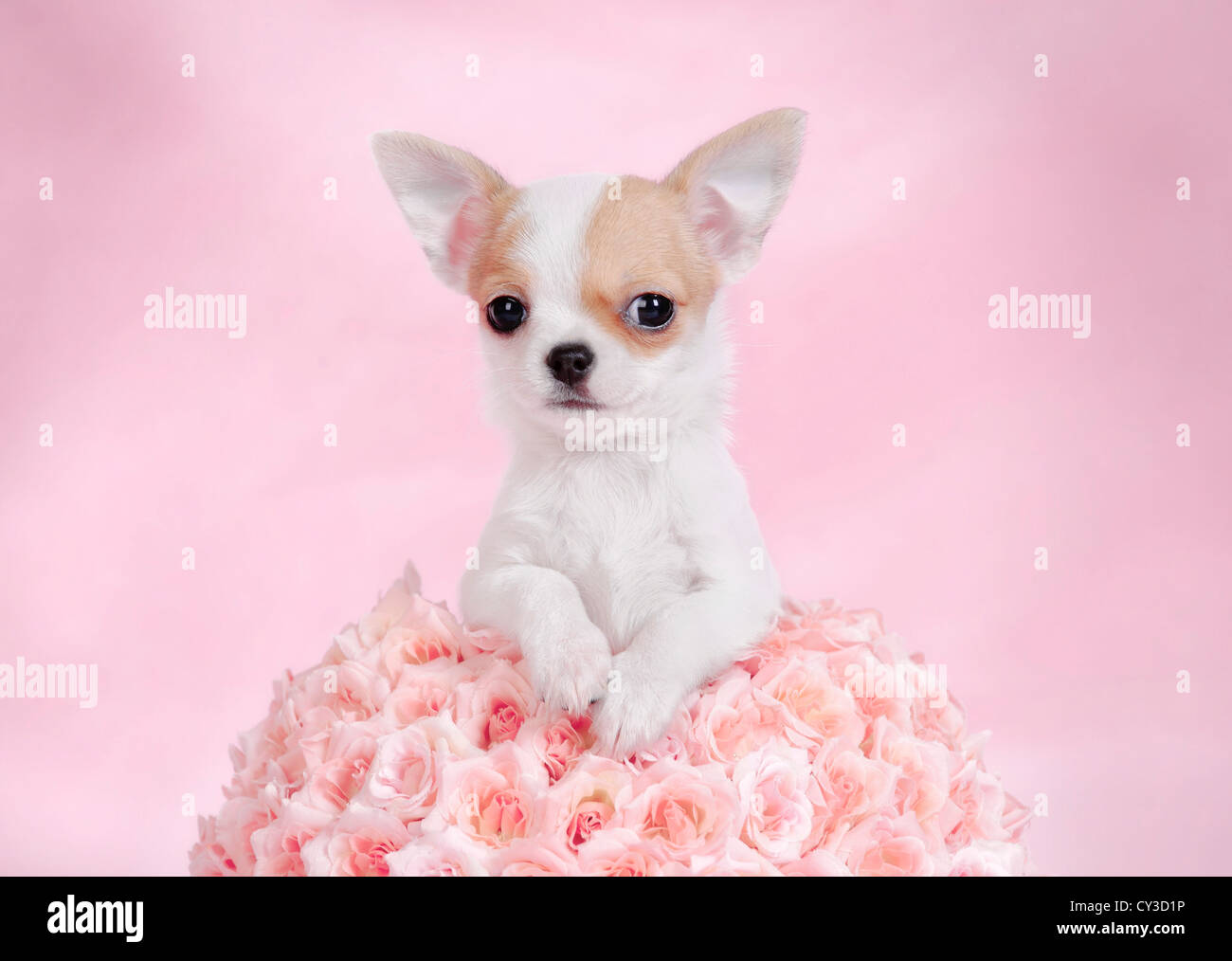 Chihuahua cachorro vertical con rosas rosas Foto de stock