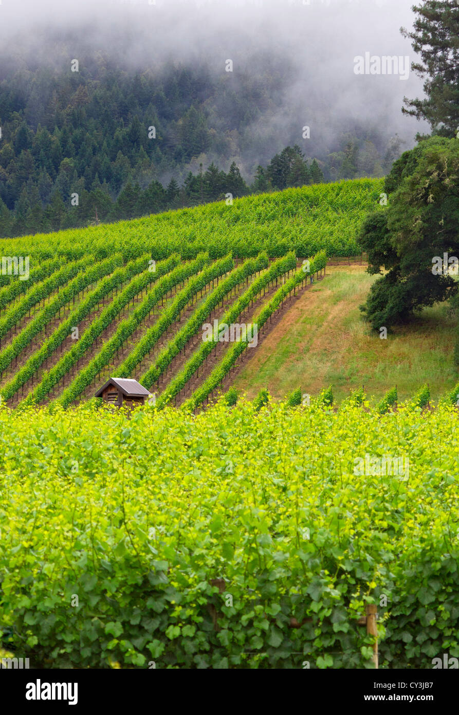 Vista a los viñedos de la Anderson Valley Wine Country en el norte de California. Foto de stock