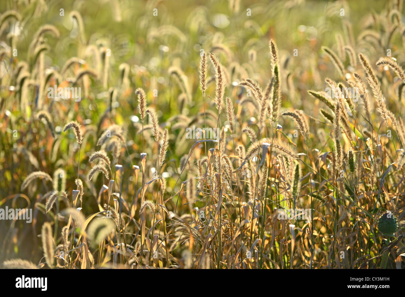 Briznas de hierba con retroiluminación en el otoño Foto de stock