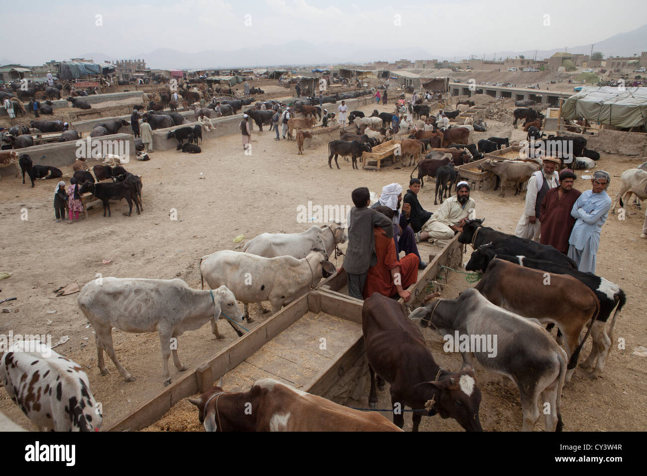 Mercado del ganado en Kabul, Afganistán Foto de stock