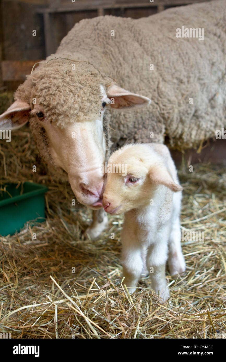 Una madre oveja merina lame el cordero recién nacido Foto de stock