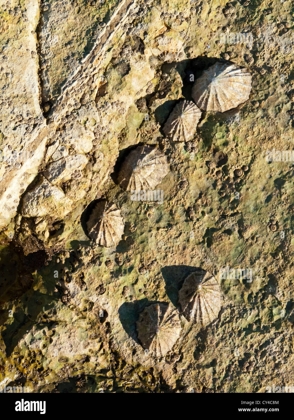 Limpet común europeo Patella vulgata creciendo sobre rocas en la costa de Yorkshire, Inglaterra Foto de stock