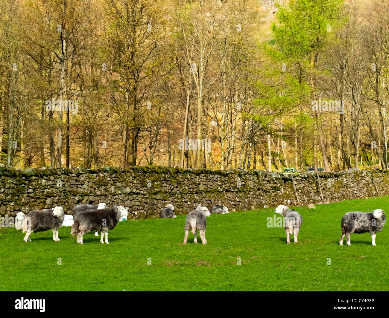 El pastoreo de ovejas Herdwick en gran Langdale en el Lake District National Park Cumbria Inglaterra Foto de stock