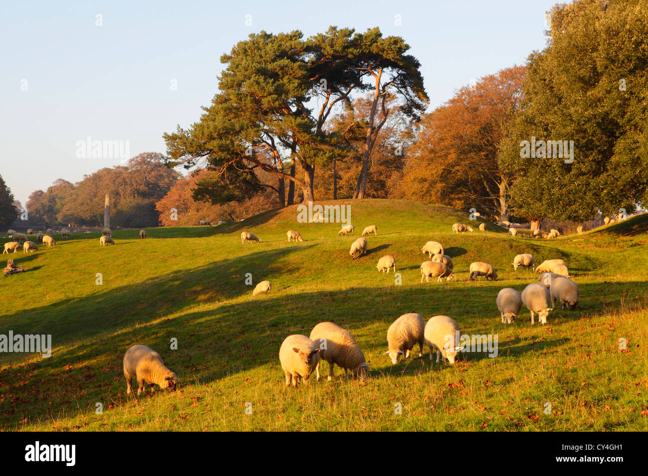 Las ovejas que pastan en la campiña inglesa Winchelsea East Sussex, Reino Unido GB Foto de stock