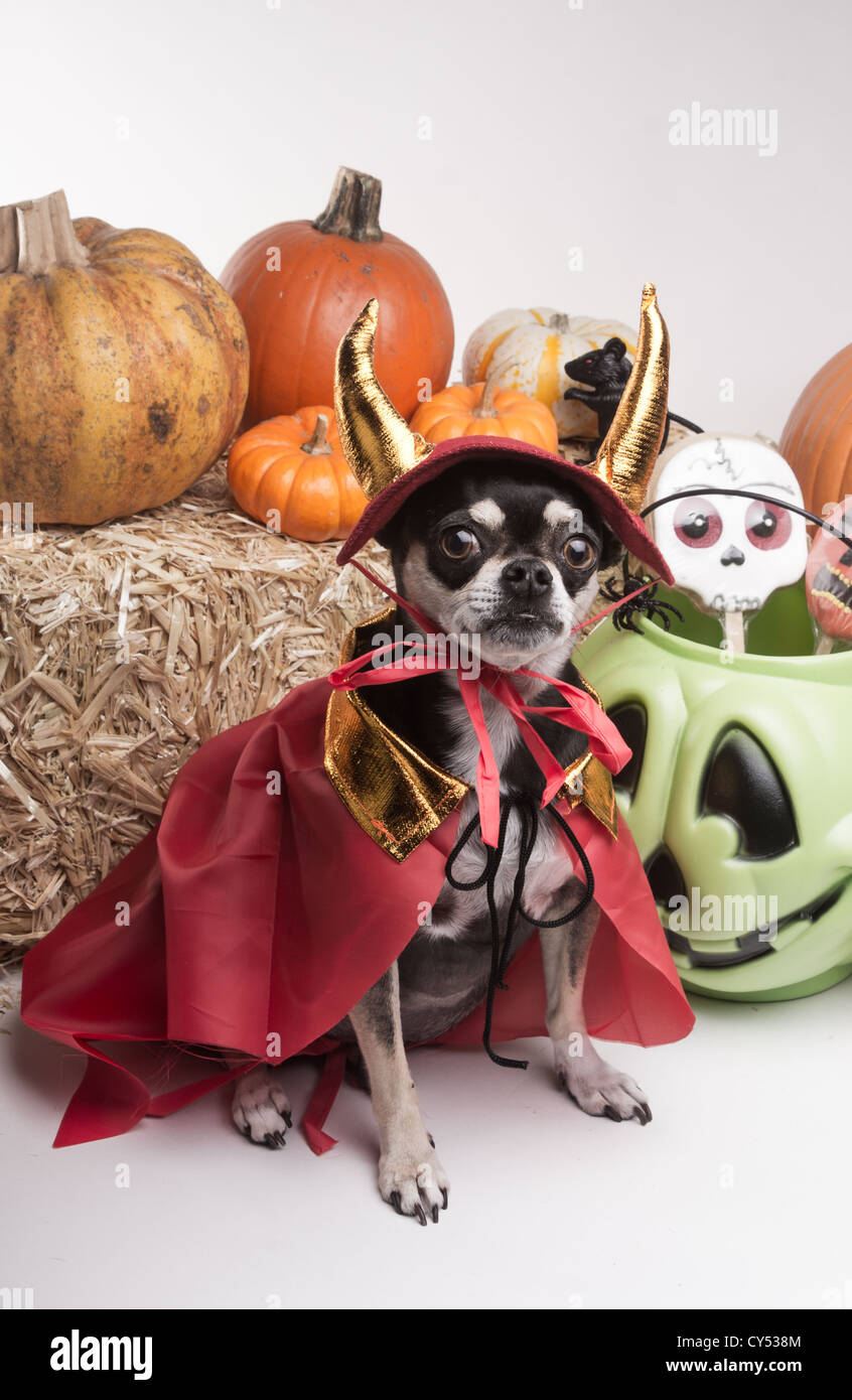 Dog devil costume fotografías e imágenes de alta resolución - Alamy