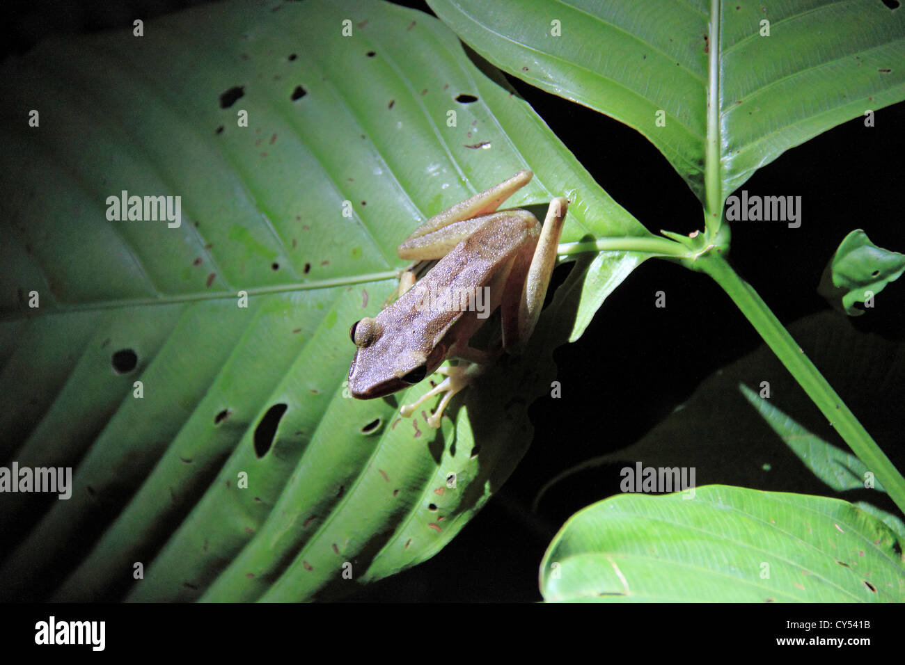 Cobre-cheeked sapo (Hylarana chalconota), Sepilok, distrito de Sandakan, Sabah, Borneo, Malasia, Sudeste de Asia Foto de stock