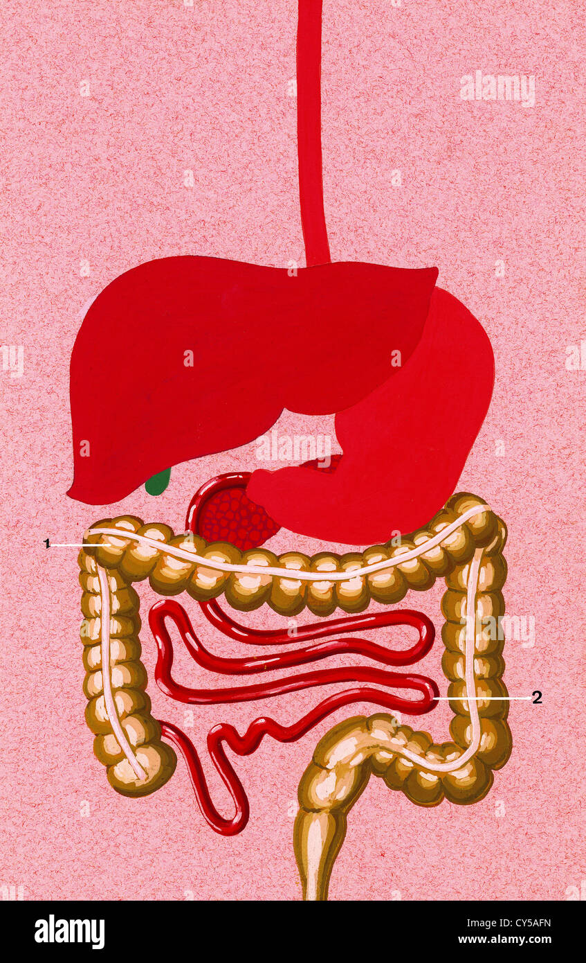 Sistema digestivo intestino pequeño y grande. Dibujo. Color Fotografía de  stock - Alamy