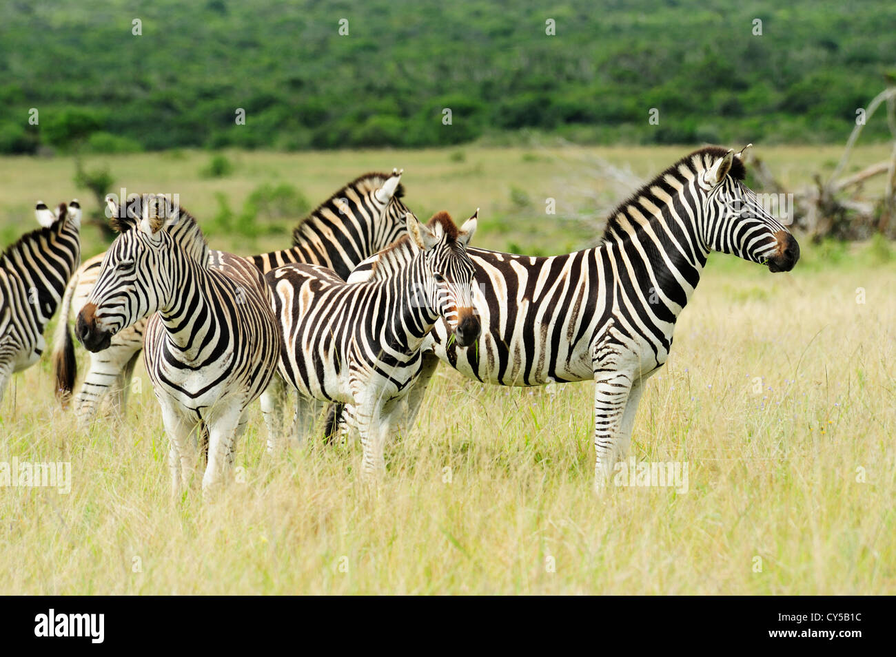 Manada de Burchell's cebras pastando en el Parque Nacional de Elefantes Addo, Eastern Cape, Sudáfrica Foto de stock