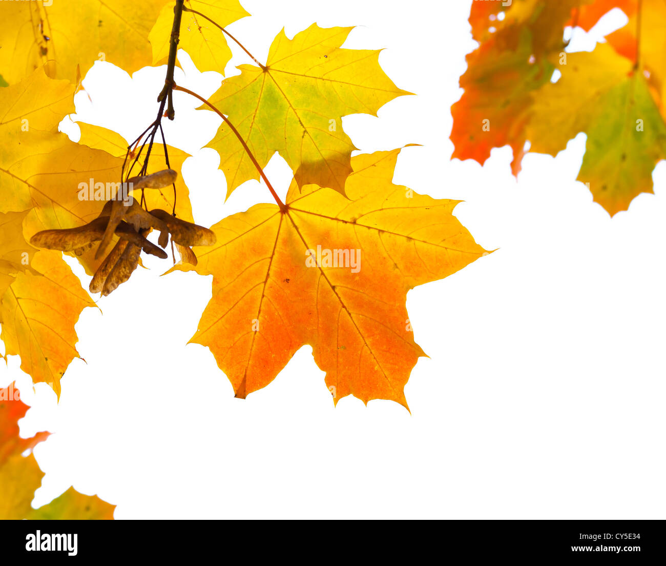 Bello otoño hojas de arce aislado sobre fondo blanco. Enfoque selectivo Foto de stock