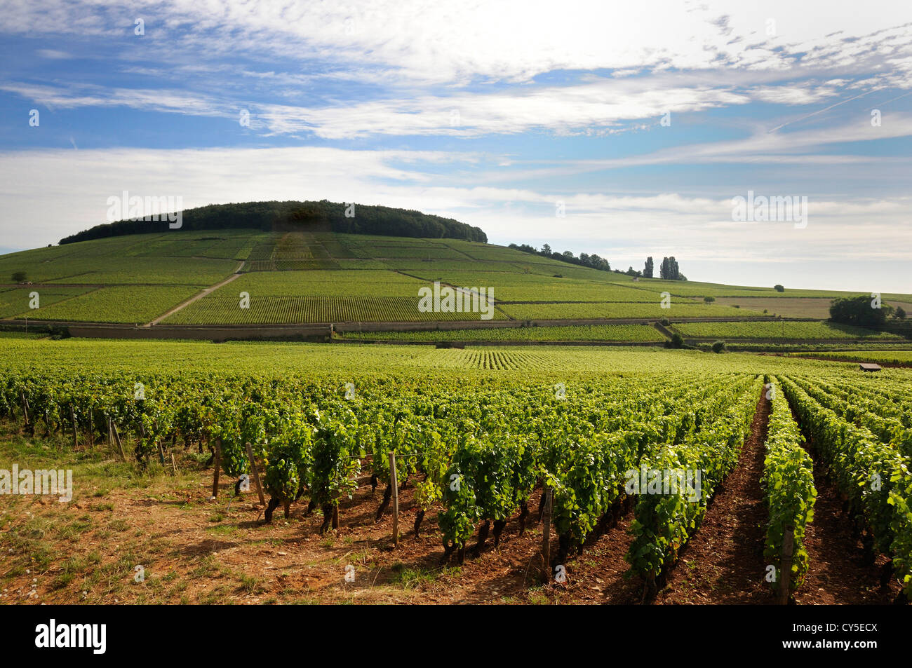Viña, Francia - El Grand Cru y premier cru viñedos de vinos Corton en rojo de Aloxe-Corton, Cote de Beaune, Borgoña, Francia Foto de stock