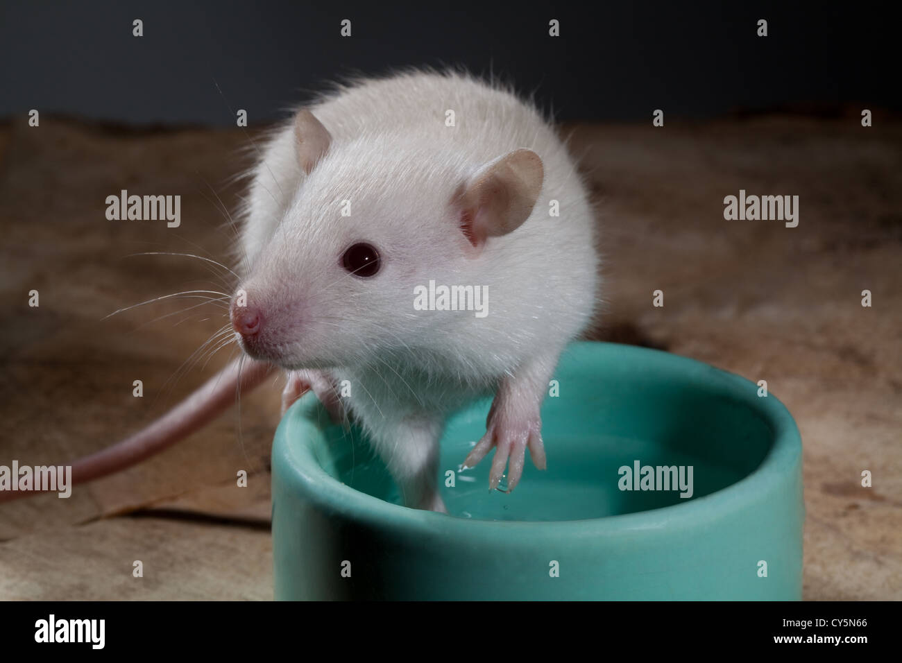 Albino juvenil rata Rattus norvegicus. Sentada en el borde de un recipiente de alimentos. Contacto con los ojos. Foto de stock