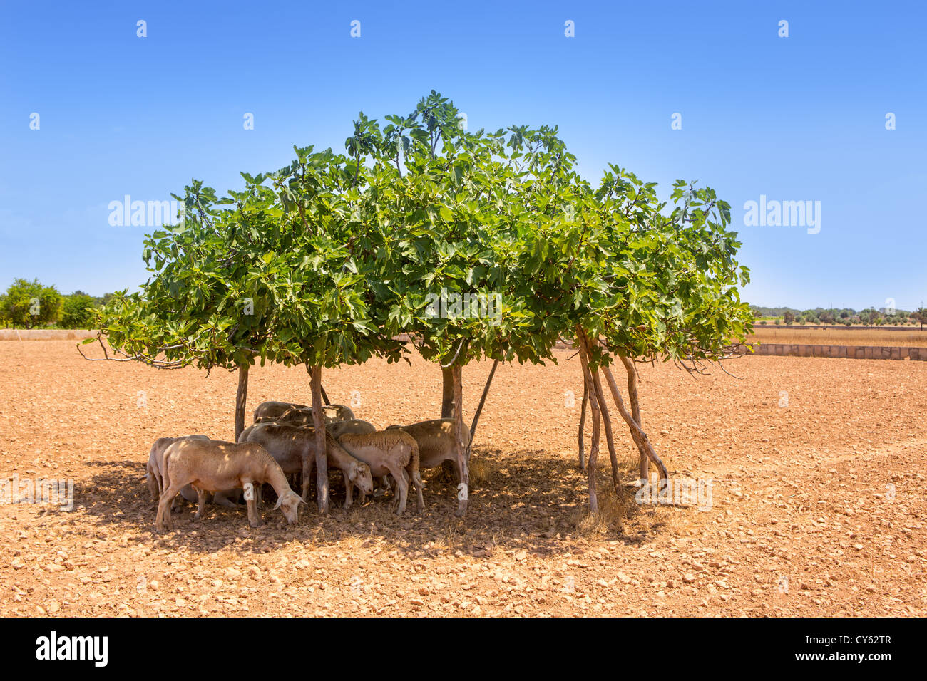 Rebaño de ovejas bajo la higuera sombra en días calurosos de verano en Formentera Foto de stock