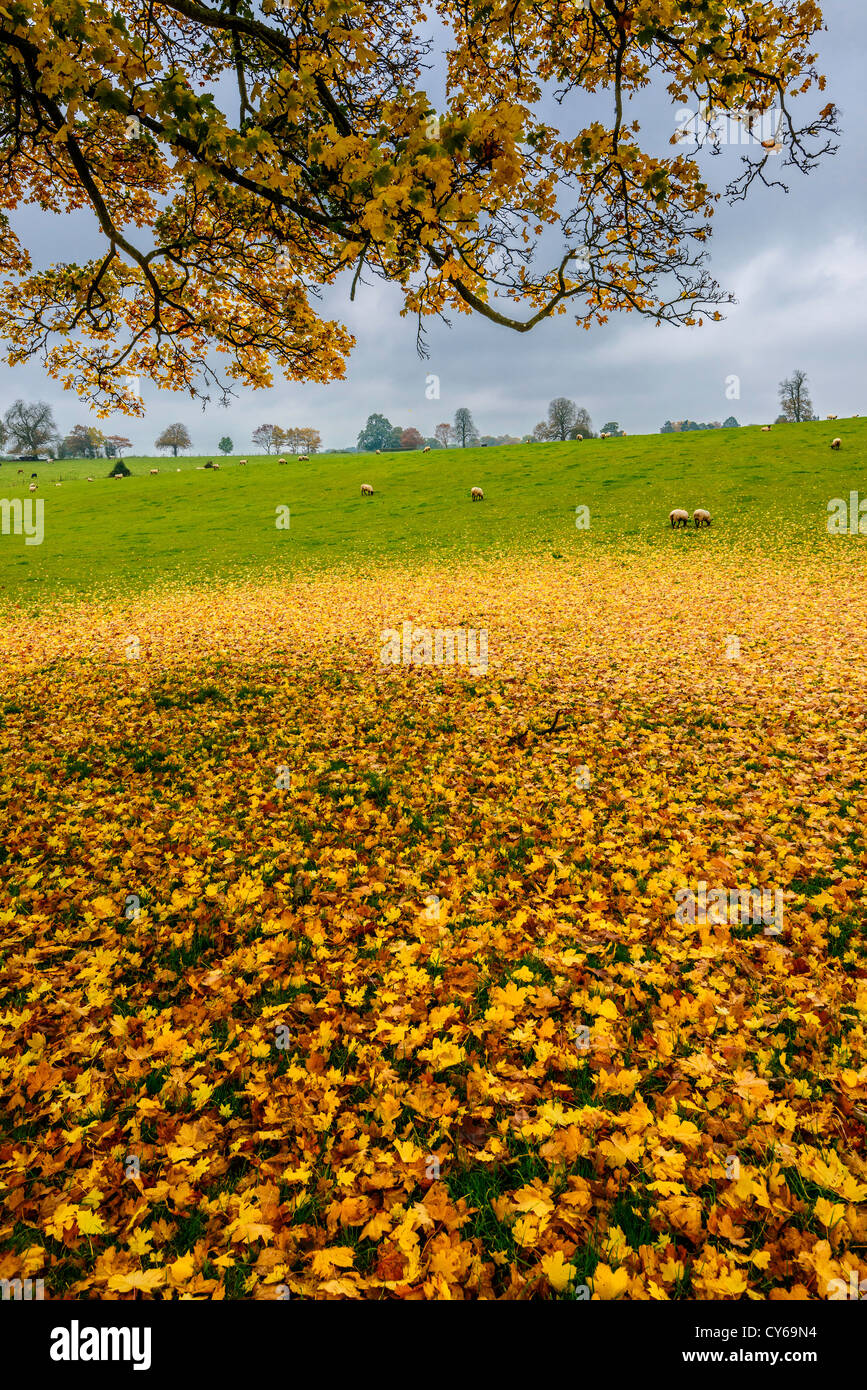 Hojas de otoño caídos del árbol sicómoro en el campo con las ovejas en otoño, Howick Cheptsow Gales UK Foto de stock
