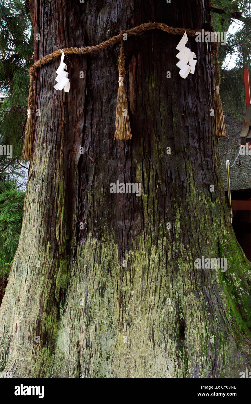 Shimenawa cuerdas atadas alrededor de los árboles simbolizan la presencia  de 'kami' o dioses dentro del árbol. Kasuga Taisha Shrine, Kyoto, Japón  Fotografía de stock - Alamy