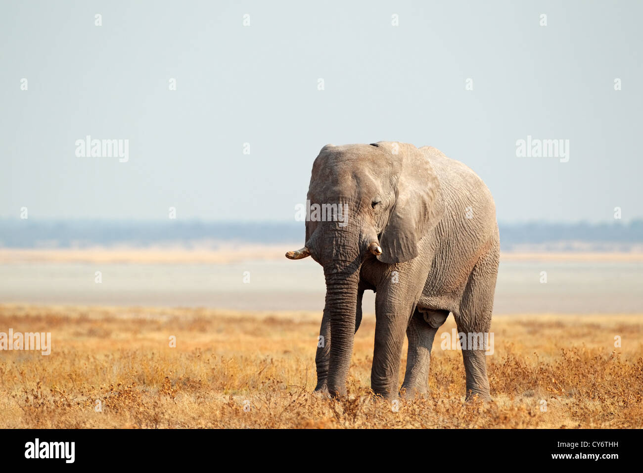 Elefante africano (Loxodonta africana) en las llanuras abiertas del Parque Nacional de Etosha, Namibia, Africa del Sur Foto de stock