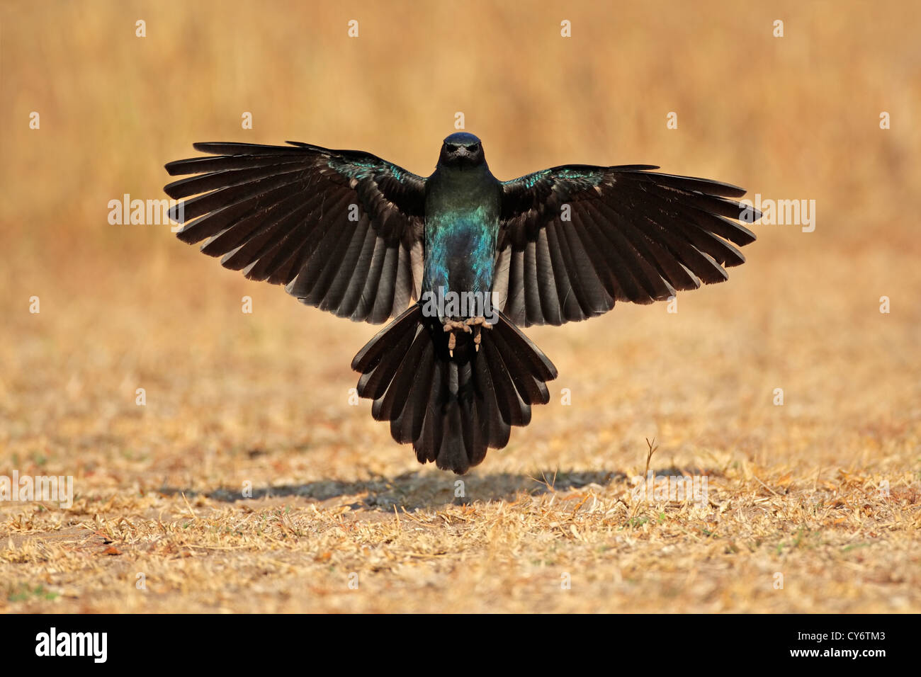 Burchell's starling (Lamprotornis australis) aterrizando con las alas extendidas, Sudáfrica Foto de stock
