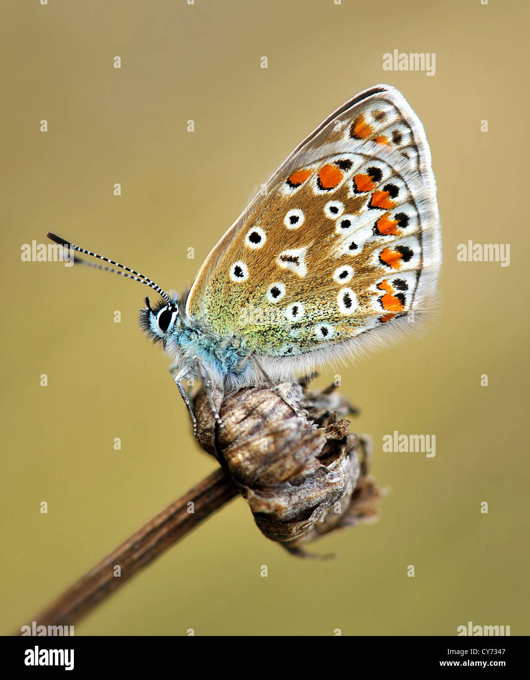 La mariposa azul común es el más frecuente azul se encuentran en las Islas Británicas. Polyommatus icarus Foto de stock