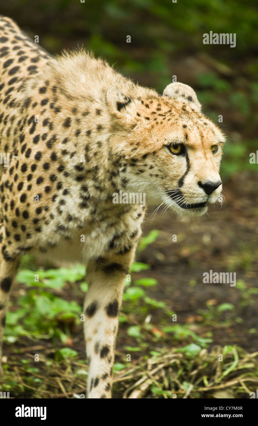 Cierre o guepardo Acinonyx jubatus pasando por Foto de stock