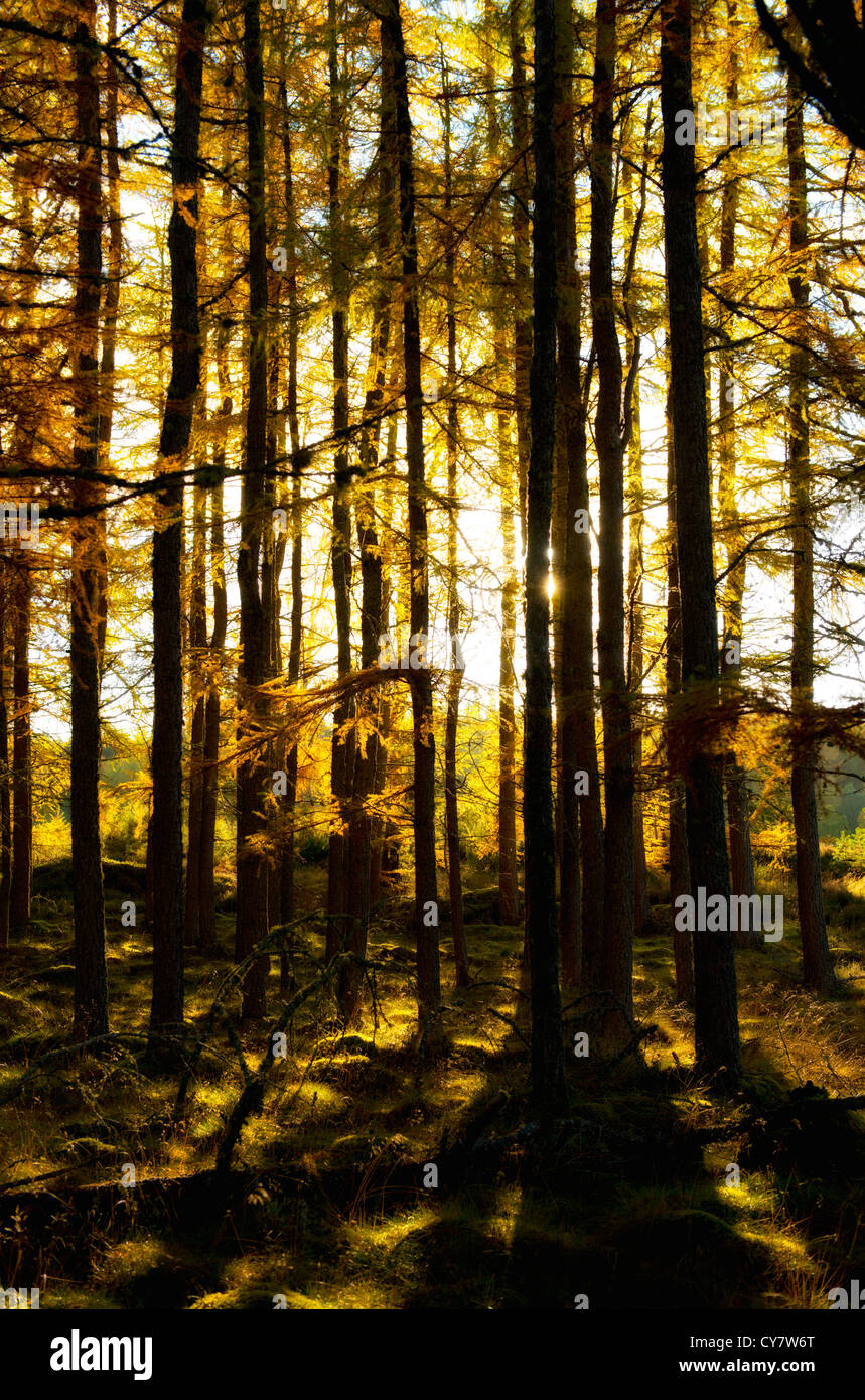 El otoño de la luz del sol brilla a través de los árboles de oro en las Highlands escocesas Foto de stock