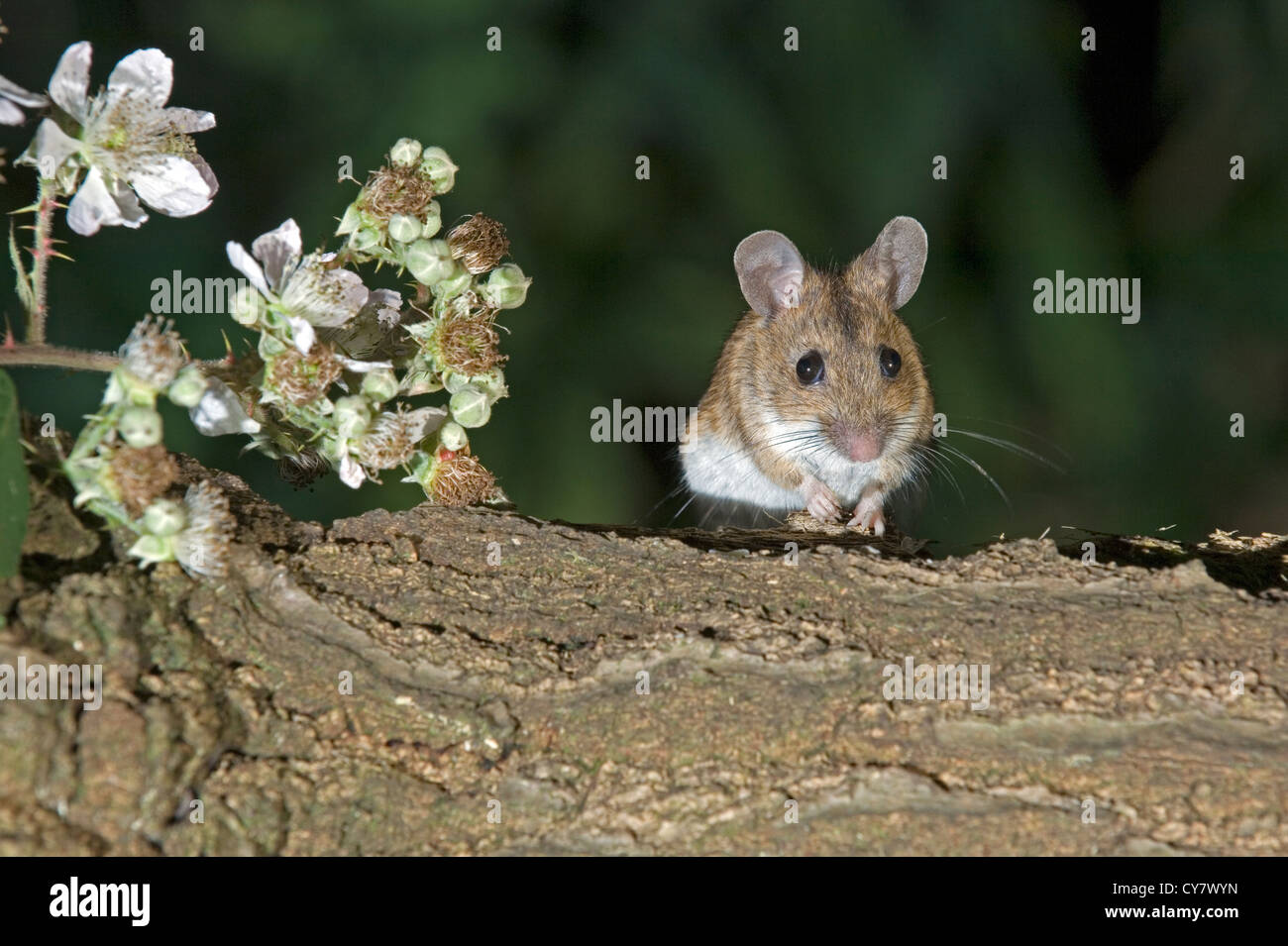 Madera (Apodemus sylvaticus ratón) Foto de stock