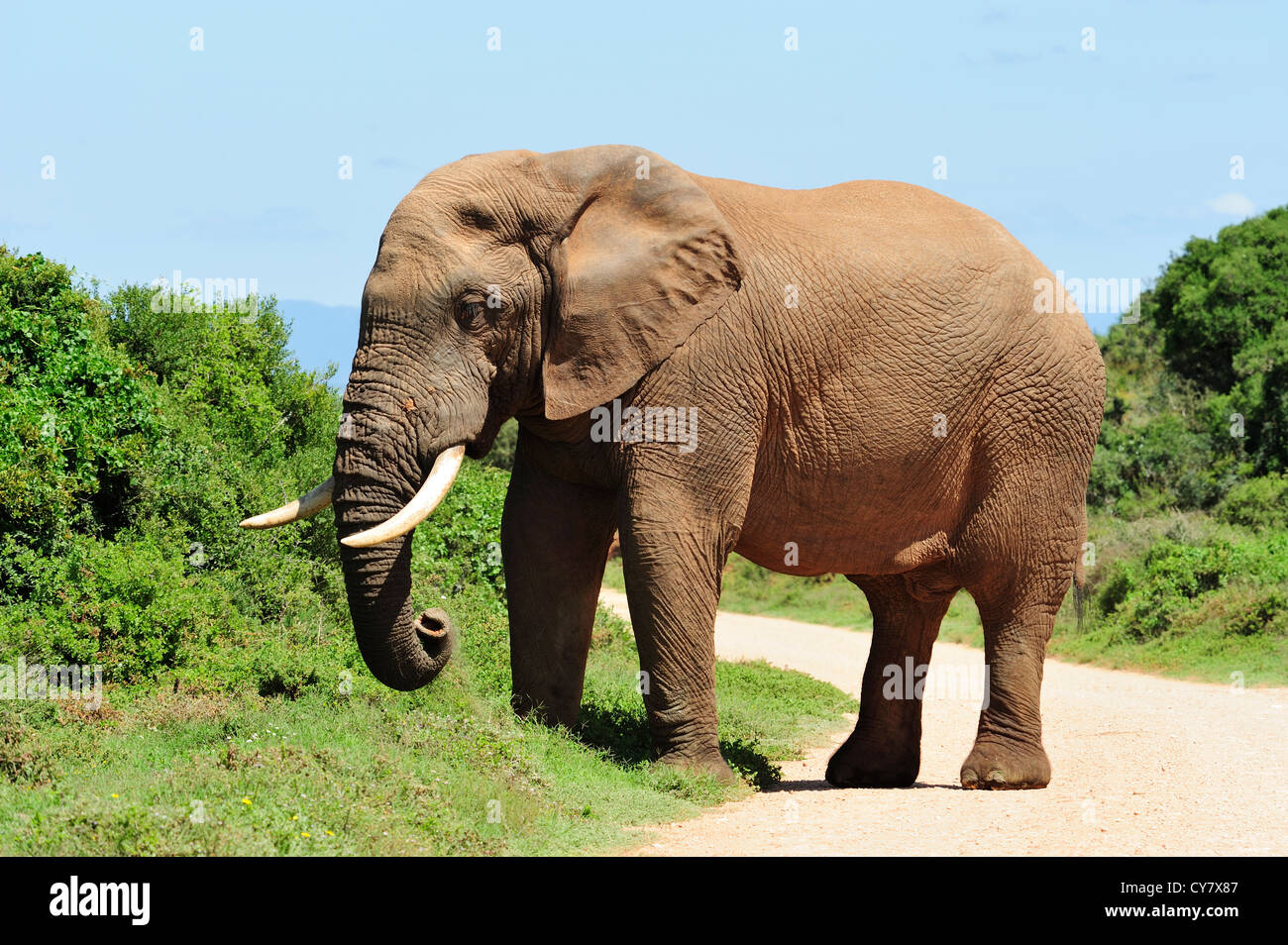 Bull elefante africano en el Parque Nacional de Elefantes Addo, Eastern Cape, Sudáfrica Foto de stock