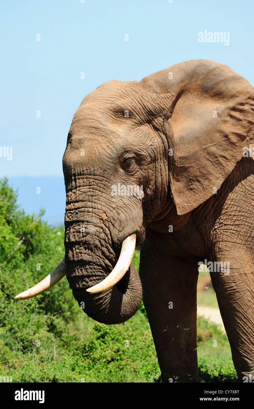 Bull elefante africano en el Parque Nacional de Elefantes Addo, Eastern Cape, Sudáfrica Foto de stock