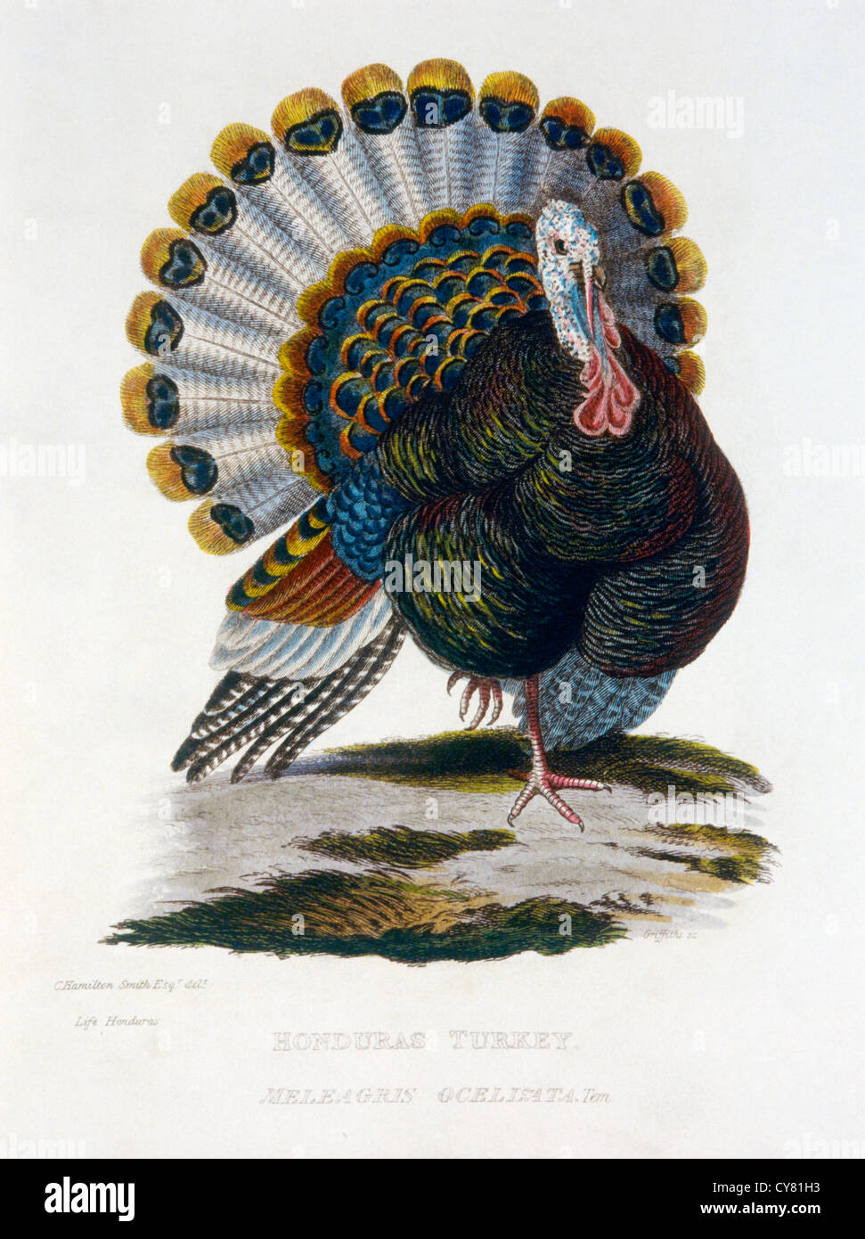 Honduras Turquía, Meleagris Ocelisata Hand-Colored, grabado, 1828 Foto de stock