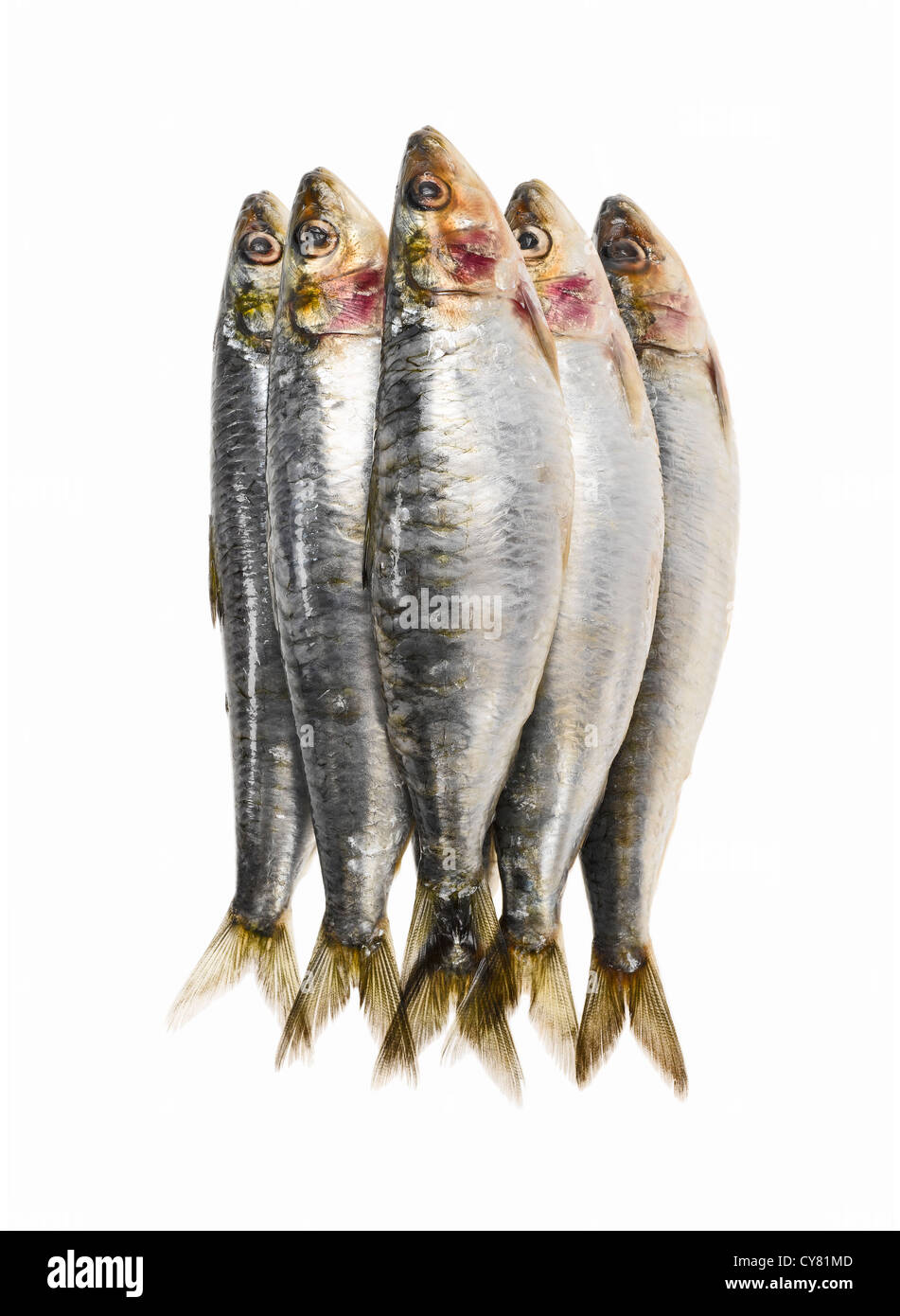 Las sardinas frescas apiladas Foto de stock