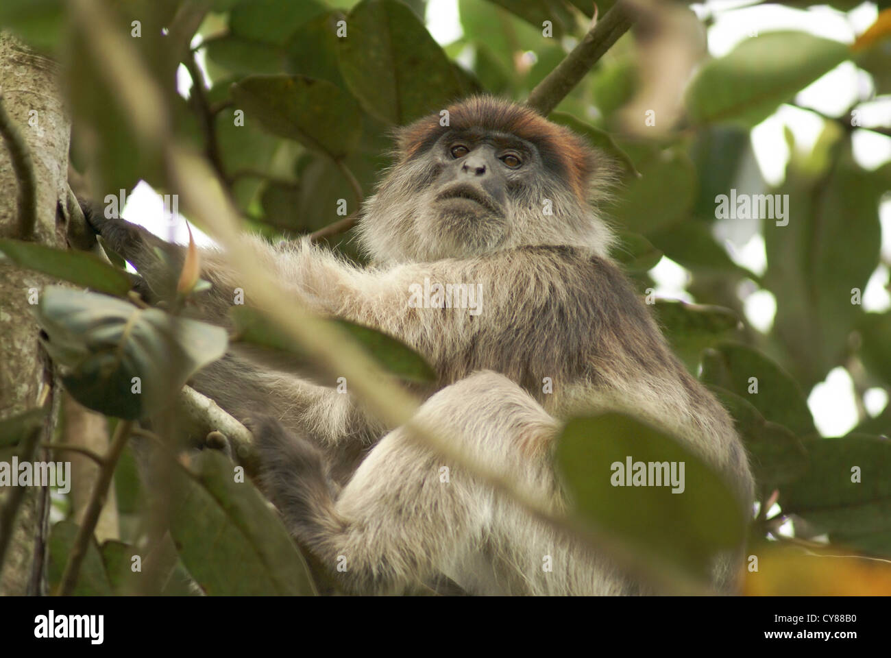 Uganda Procolobus tephrosceles) una especie de mono colobo rojo, fotografiado en Uganda, Kibale Foto de stock