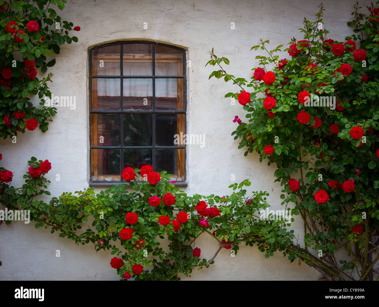 Ventana y rosas en una casa de huéspedes en la ciudad sueca de Yngsjö en el sur de la provincia de Skåne Foto de stock