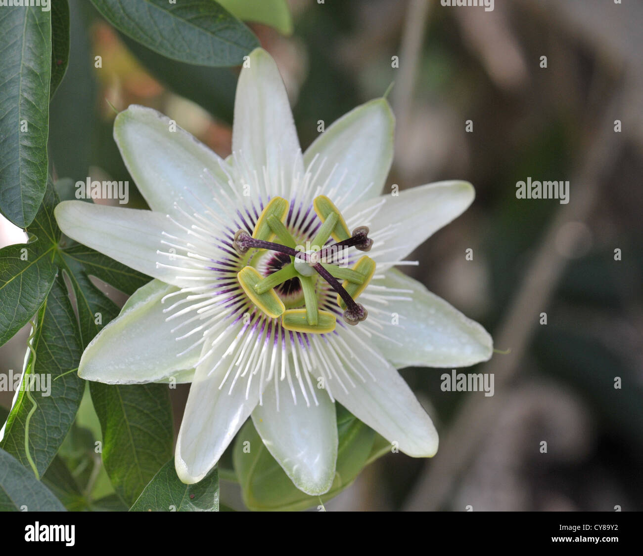 La flor de la pasión (passiflora) es una trepadora perenne con flores de aspecto exótico Foto de stock