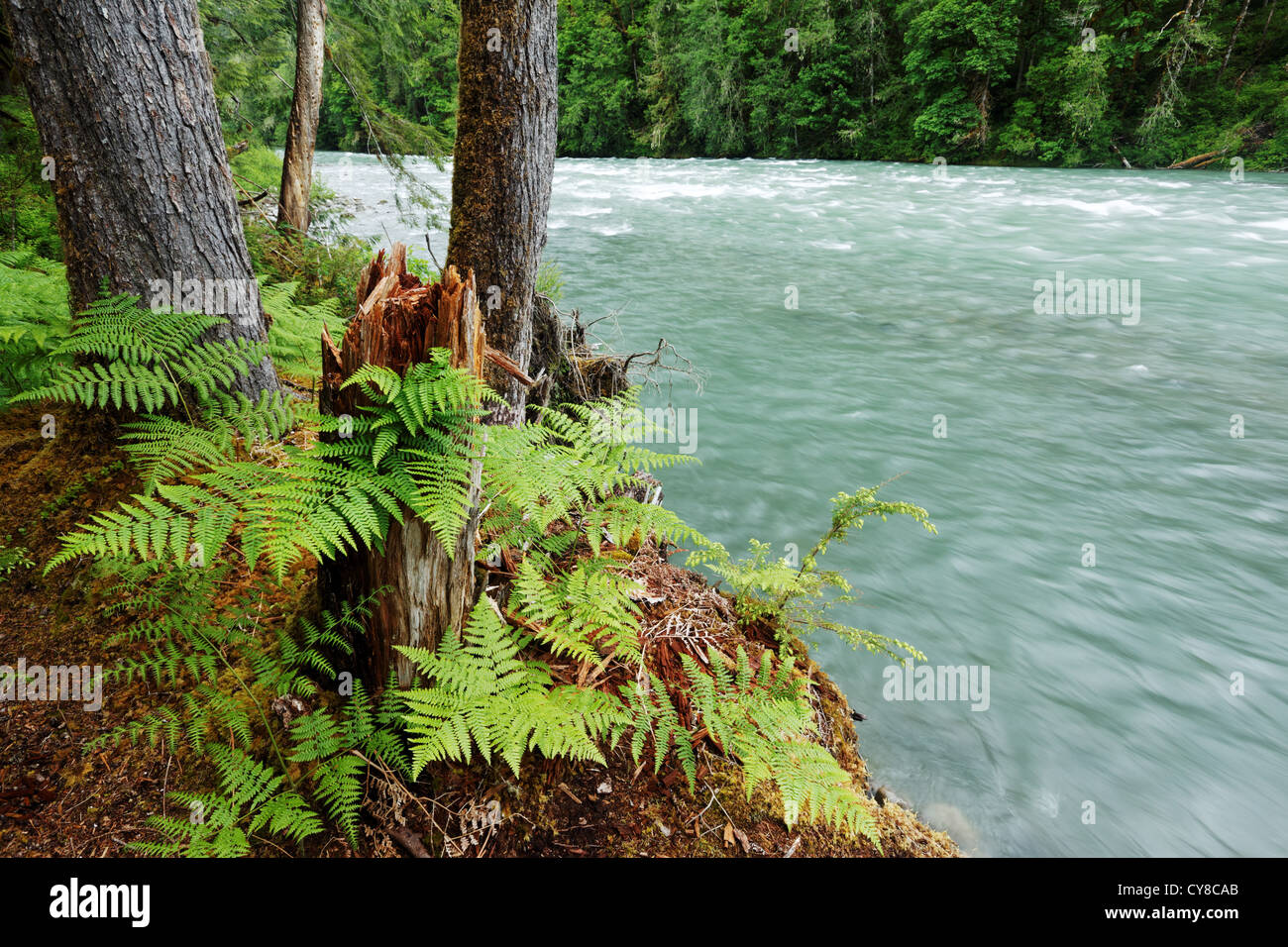 Río Sauk, Cascade Mountains, Washington, EE.UU. Foto de stock