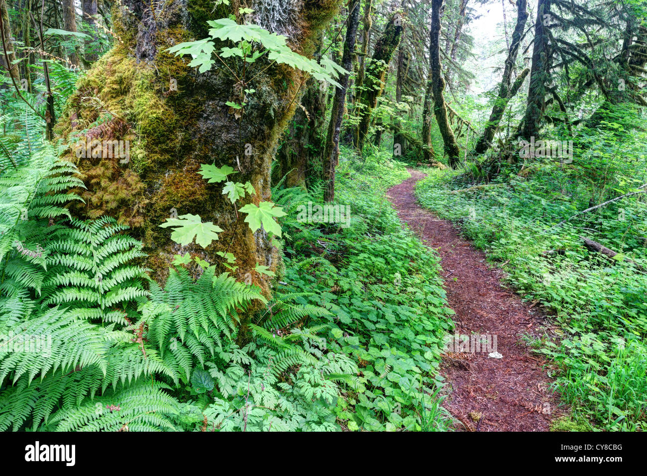 Old River Trail, Sauk Cascade Mountains, Washington, EE.UU. Foto de stock