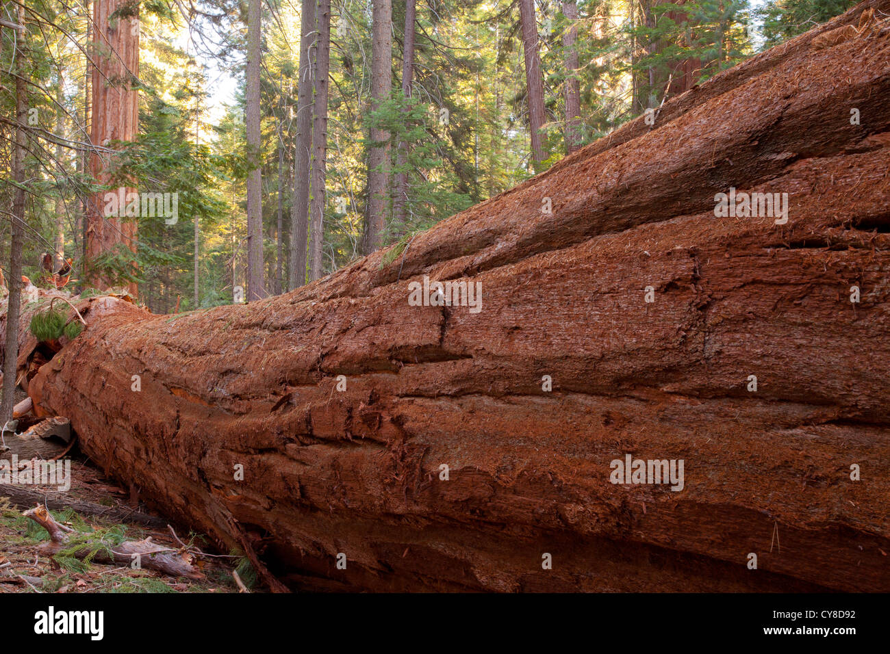 Descendido recientemente Giant Sequoia, Sequoiadendron giganteum, en Long Meadow Grove Foto de stock