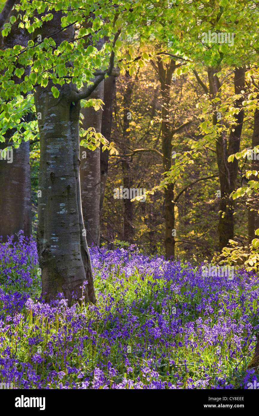 Portglenone Forest Park en el condado de Antrim, Irlanda del Norte. Foto de stock