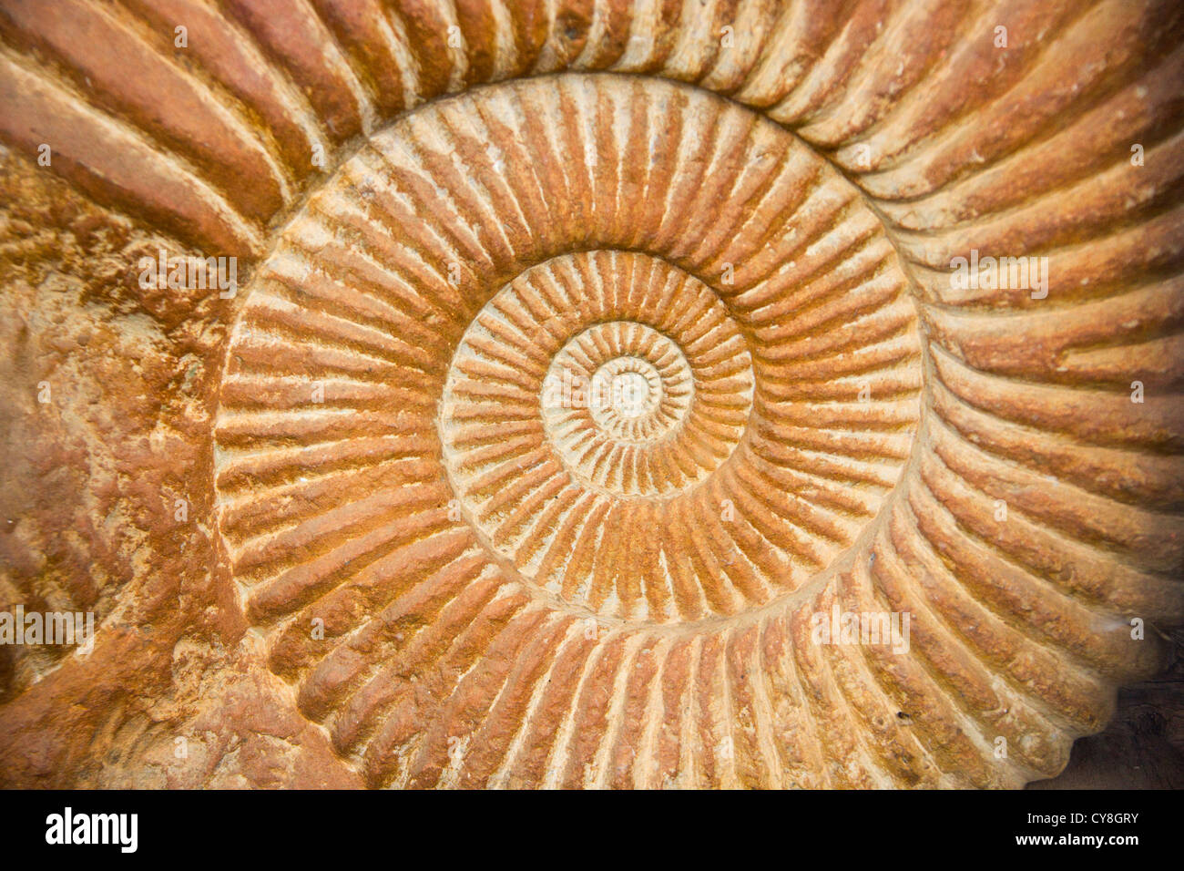 Amonita fósil, Marruecos Foto de stock