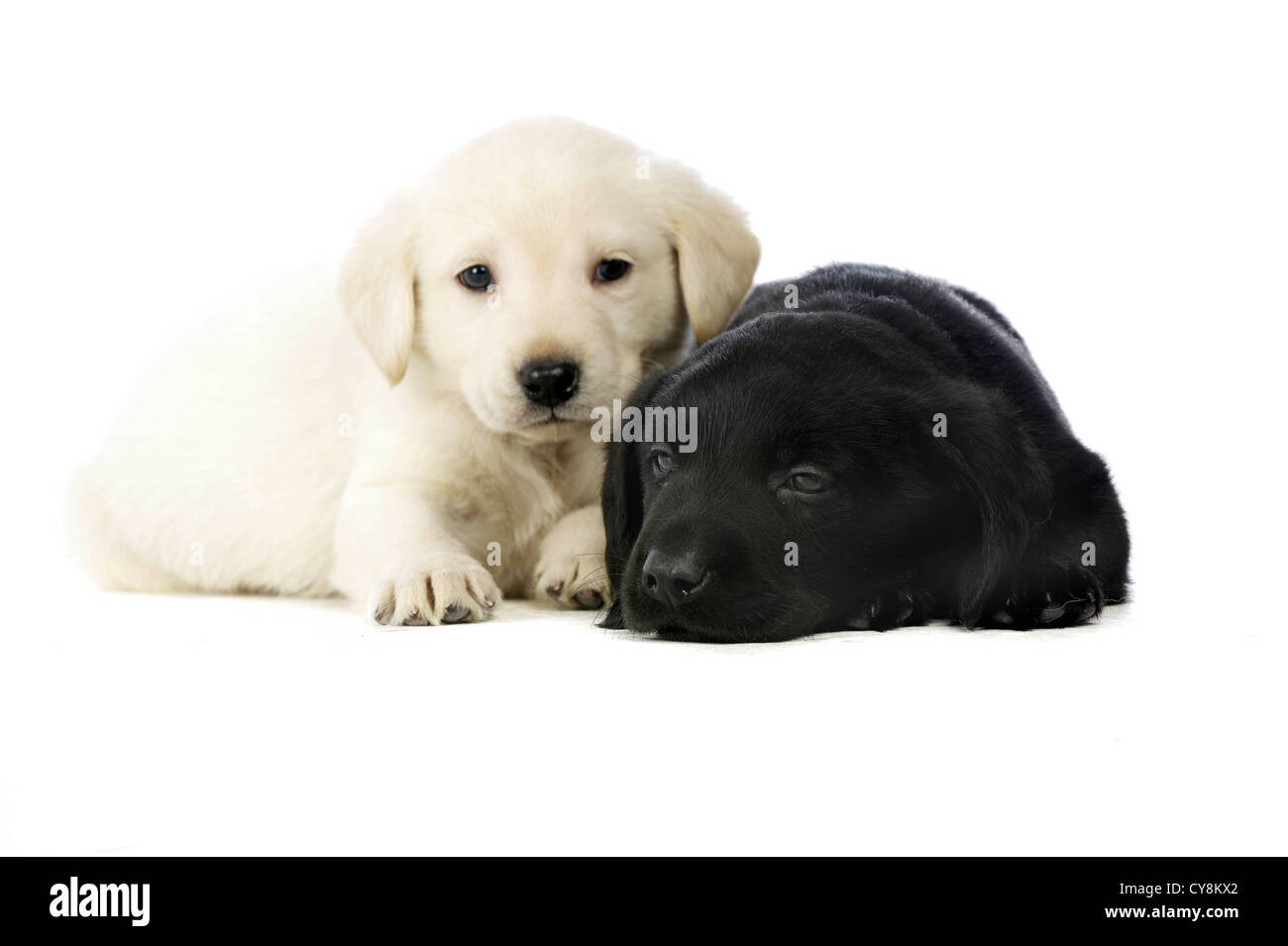 Golden y labrador negro cachorros aislado sobre un fondo blanco Fotografía  de stock - Alamy