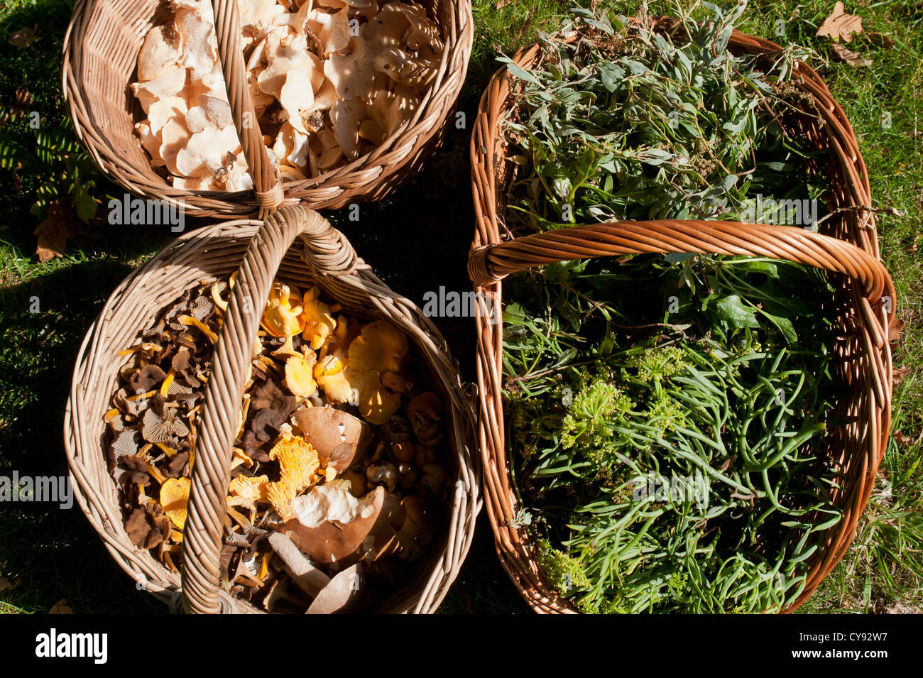 Forrajeado setas silvestres y otros productos forestales Foto de stock