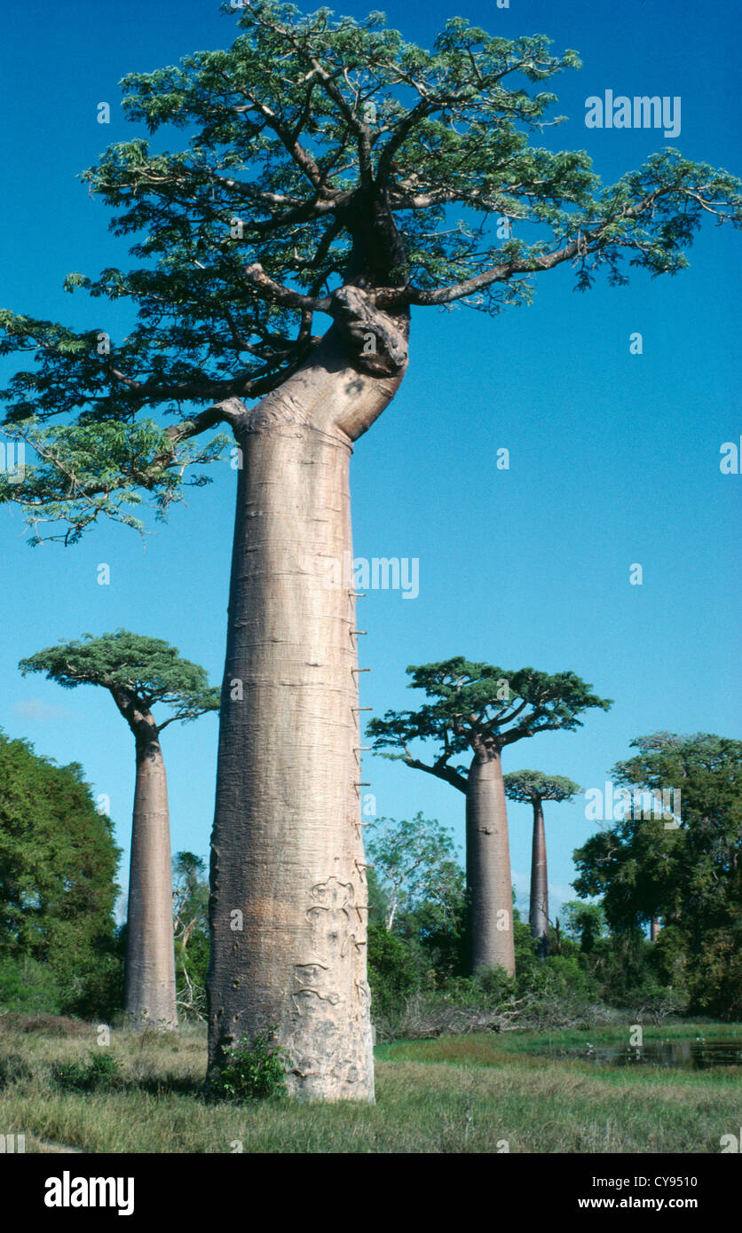 Adansonia digitata, Baobab. Foto de stock